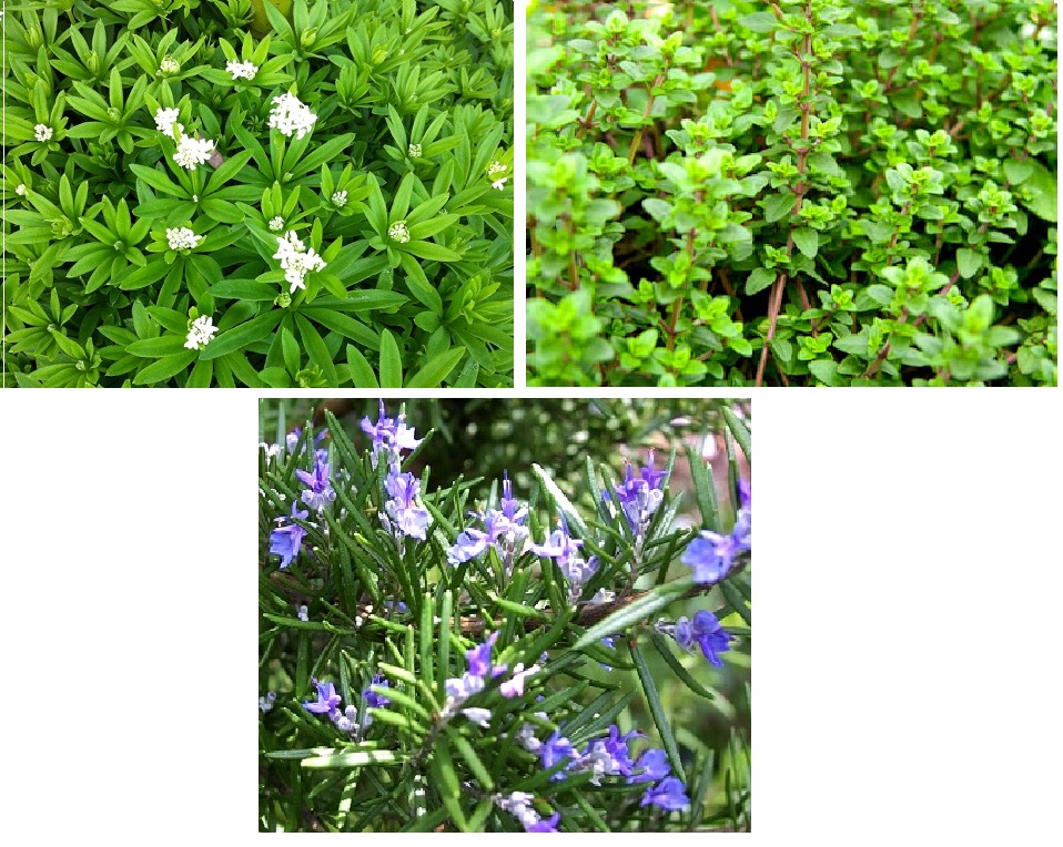 Tinh Dầu Thảo Mộc Garden Herbs Aroma (10ml) 