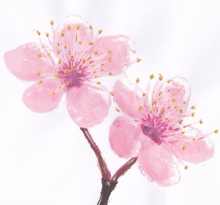 Kem Tẩy Trang Missha Chiết Xuất Anh Đào- Flower Bouquet Cherry Blossom Cleansing Cream - M9107